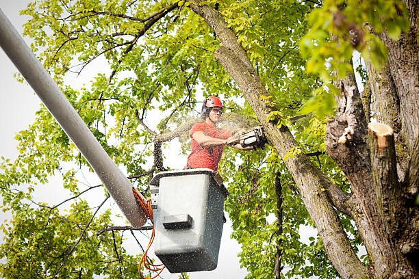 Best Tree Disease Treatment  in Gilbertsville, PA